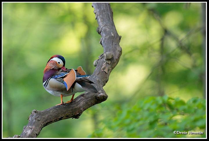 Mâle de canard mandarin